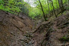 登山道