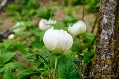 山芍薬
