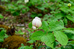 山芍薬