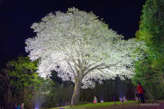 月光桜