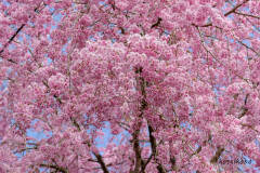 枝垂桜