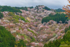 吉野山