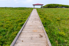 北方原生花園
