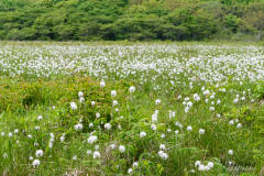 北方原生花園