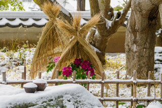 初雪