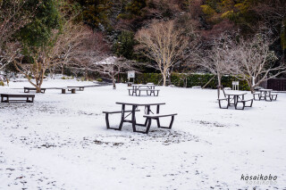 初雪
