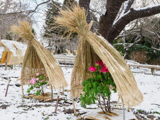 初雪