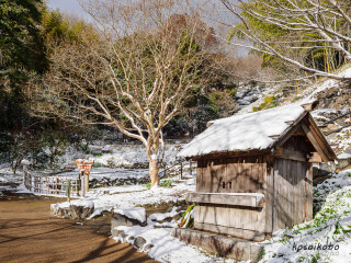 初雪
