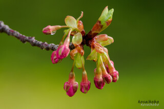 河津桜