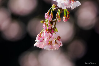 大寒桜