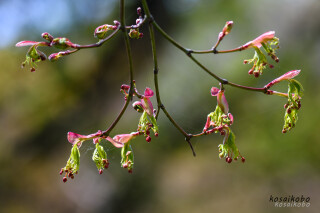 新芽