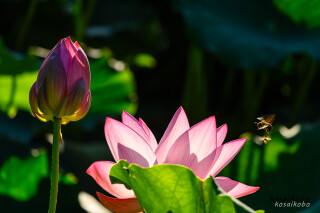 蓮の花と蜂