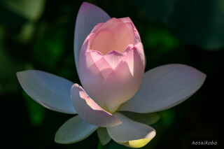 蓮の花