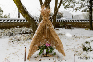 雪の日