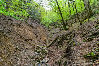 登山道