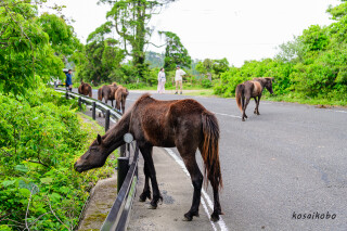 都井岬の野生馬