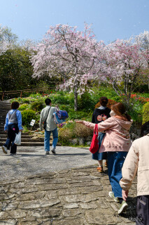 花びら舞う