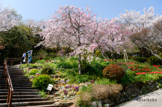桜