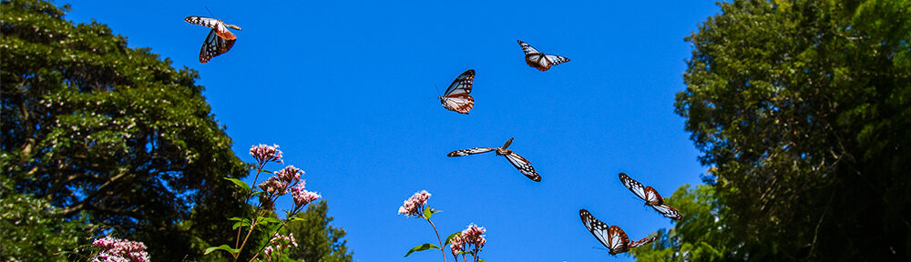 Kosaikobo's Photo Gallery site