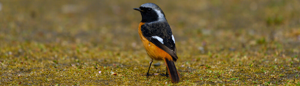 Kosaikobo's Photo Gallery site