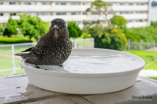 イソヒヨドリの水浴び