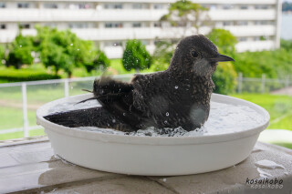 イソヒヨドリの水浴び