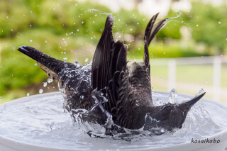 イソヒヨドリの水浴び