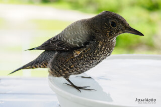 イソヒヨドリの水浴び