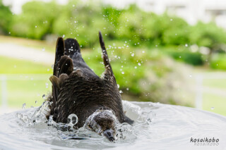 イソヒヨドリの水浴び