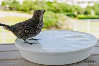 イソヒヨドリの水浴び