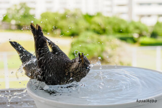 イソヒヨドリの水浴び