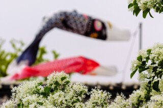 なんじゃもんじゃの花