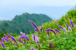 大山