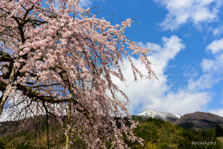 しだれ桜