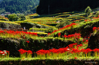 葛籠棚田