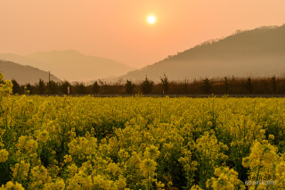 笠岡ベイファーム