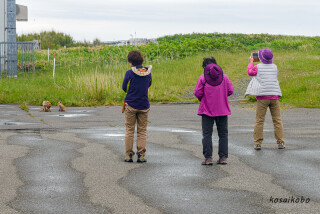 キタキツネの親子