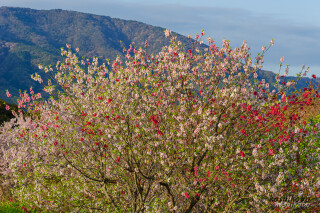 道の駅青洲の里