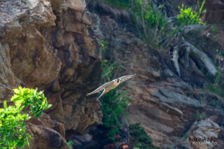 ハヤブサの子育て