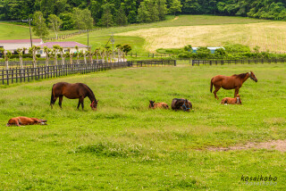 サラブレッドの町