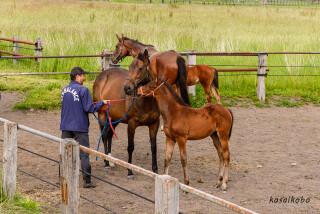 サラブレッドの町