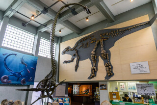 むかわ町立穂別博物館