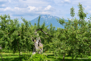 リンゴ畑と岩木山