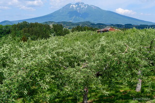 リンゴ畑と岩木山