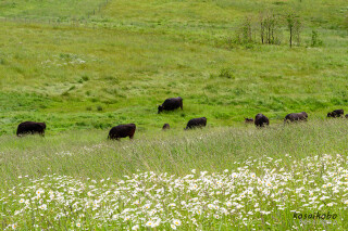 牛の放牧