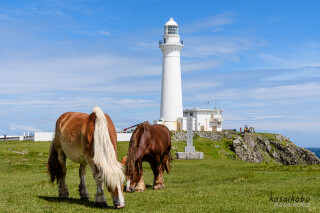 尻屋埼灯台と寒立馬