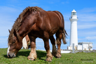 尻屋埼灯台と寒立馬