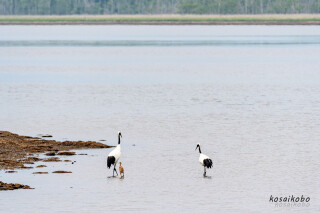 タンチョウの親子