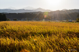 早朝の富山平野