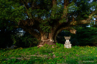 川棚の大樟